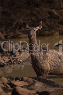 Close-up of female sambar deer in water