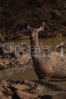 Close-up of female sambar deer in water
