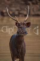 Close-up of male sambar deer in shallows