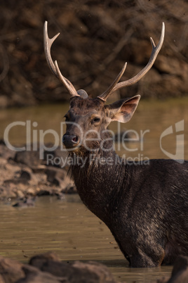 Close-up of male sambar deer in sunshine