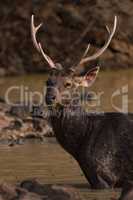 Close-up of male sambar deer in sunshine