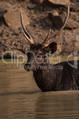 Close-up of male sambar deer in water