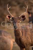 Close-up of male sambar deer with antlers