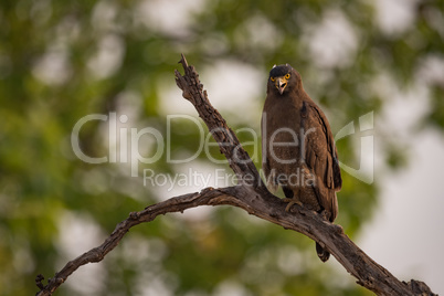 Crested serpent eagle looking down from branch