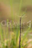 Dragonfly rests on dry stick in sunshine