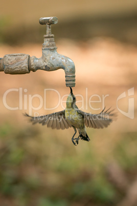 Female purple sunbird drinking from garden tap