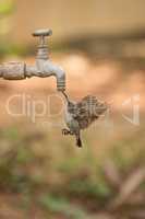 Female purple sunbird drinking from outdoor tap