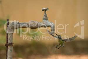 Female purple sunbird drinks from water tap