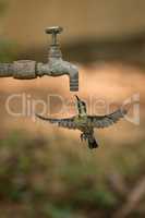Female purple sunbird hovering under garden tap