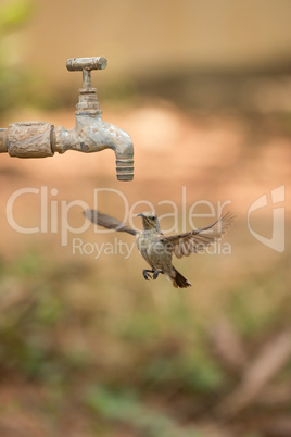 Female purple sunbird hovering under outdoor tap