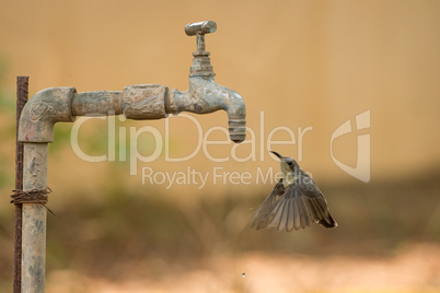 Female purple sunbird hovers below water tap