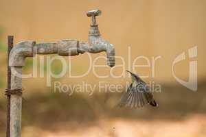 Female purple sunbird hovers below water tap