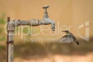 Female purple sunbird hovers by water tap