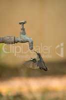 Female purple sunbird hovers under dripping tap