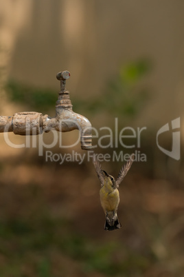 Female purple sunbird hovers under garden tap