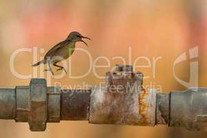 Female purple sunbird jumping on metal pipe