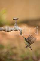 Female purple sunbird hovers under outdoor tap