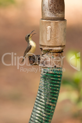 Female purple sunbird perched on plastic hose