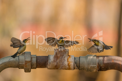 Female purple sunbirds arguing with each other