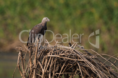 Grey-headed fish eagle on pile of branches