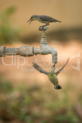 Female purple sunbirds on and underneath tap