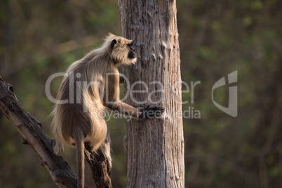 Hanuman langur sitting in tree in profile