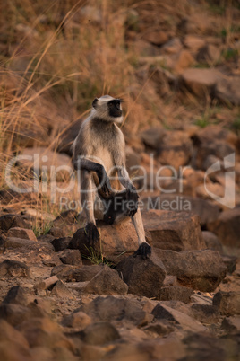 Hanuman langur sitting with arms on knees