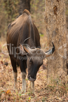 Indian gaur walking past tree in shade