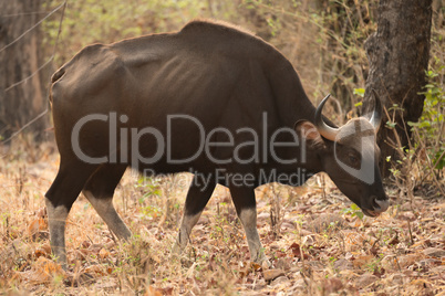 Indian gaur walking past trees in woods