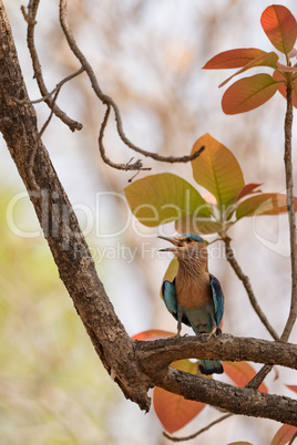 Indian roller calling from leafy tree branch