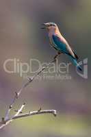 Indian roller on bush with beak open