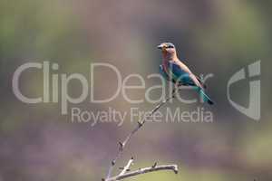 Indian roller on branch with blurred background