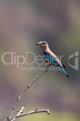 Indian roller on bush with blurred background