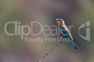 Indian roller on bush with open beak