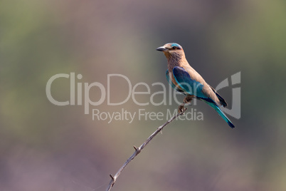 Indian roller on twig with blurred background