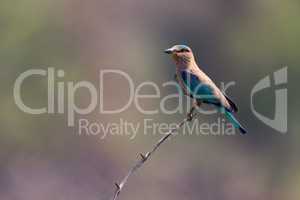 Indian roller on twig with blurred background