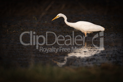 Intermediate egret looks for food in shallows