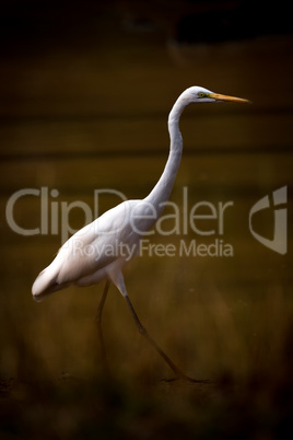 Intermediate egret striding through lake in shadows