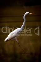 Intermediate egret striding through lake in shadows