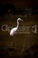 Intermediate egret wades through lake in shadows