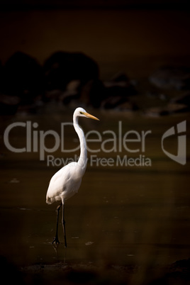 Intermediate egret wading through lake in shadows