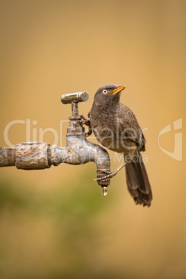 Jungle babbler looking up from dripping tap