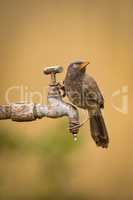 Jungle babbler looking up from dripping tap