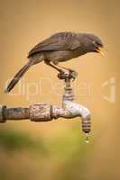 Jungle babbler on dripping tap looking down