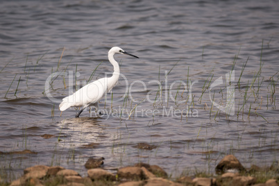 Little egret walking through shallows in lake