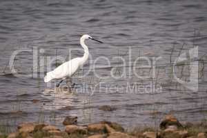 Little egret walking through shallows in lake
