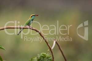 Male bee-eater on branch eating red insect