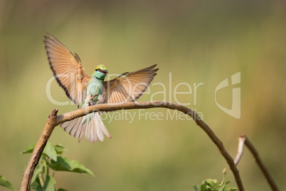 Male bee-eater stretches wings wide to land