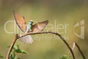 Male bee-eater stretches wings wide to land