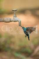 Male purple sunbird drinks from outdoor tap